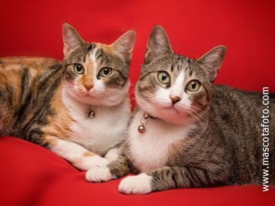 Fotografia de MascotaFoto - Galeria Fotografica: MascotaFoto - Foto: 