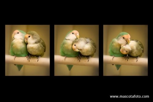 Fotografia de MascotaFoto - Galeria Fotografica: MascotaFoto - Foto: 