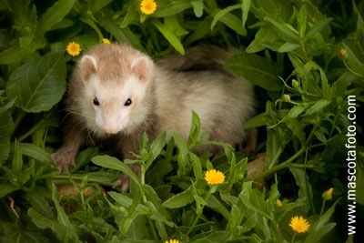 Fotografia de MascotaFoto - Galeria Fotografica: MascotaFoto - Foto: 