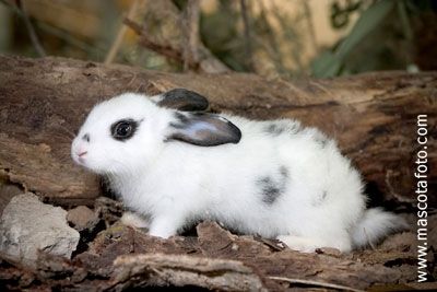 Fotografia de MascotaFoto - Galeria Fotografica: MascotaFoto - Foto: 