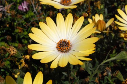 Fotografia de Akira Woman - Galeria Fotografica: Mis fotos(2010) - Foto: 