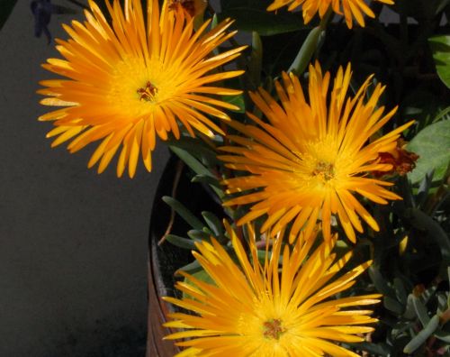 Fotografia de Akira Woman - Galeria Fotografica: Mis fotos(2010) - Foto: 