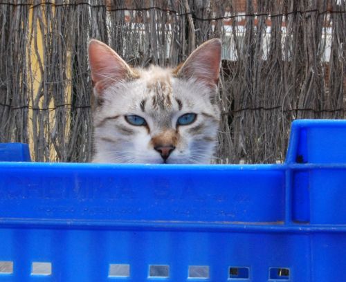 Fotografia de Akira Woman - Galeria Fotografica: Mis fotos(2010) - Foto: 