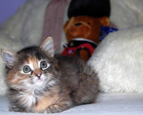 Fotografia de Akira Woman - Galeria Fotografica: Mis fotos(2010) - Foto: 