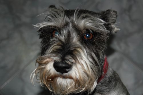 Fotografia de Akira Woman - Galeria Fotografica: Mis fotos(2010) - Foto: 