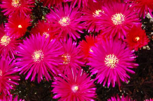 Fotografia de Akira Woman - Galeria Fotografica: Mis fotos(2010) - Foto: 