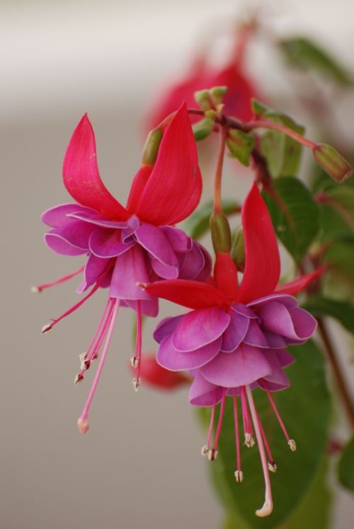 Fotografia de Milcolores - Galeria Fotografica: FLORES - Foto: 