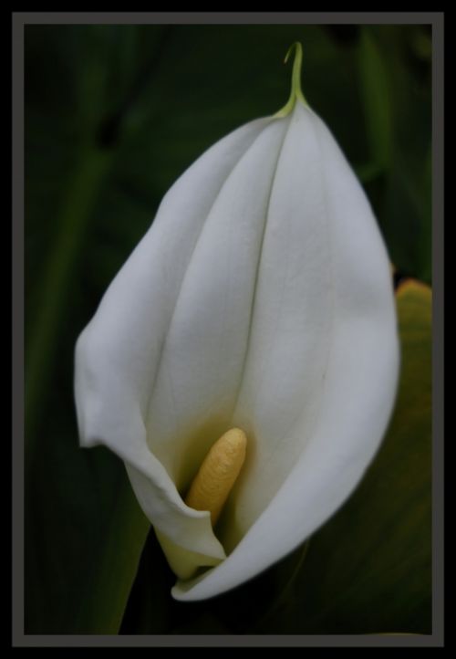 Fotografia de Milcolores - Galeria Fotografica: FLORES - Foto: 