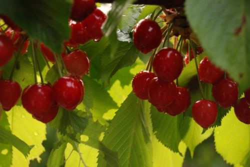 Fotografia de Milcolores - Galeria Fotografica: FLORES - Foto: 