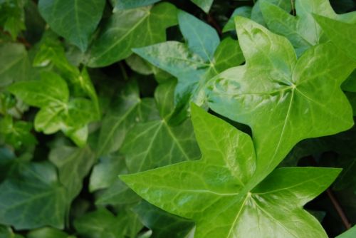 Fotografia de Milcolores - Galeria Fotografica: FLORES - Foto: 