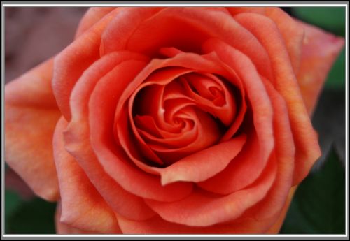 Fotografia de Milcolores - Galeria Fotografica: FLORES - Foto: 