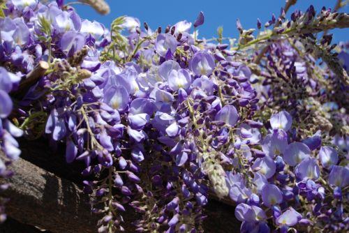 Fotografia de Milcolores - Galeria Fotografica: FLORES - Foto: 