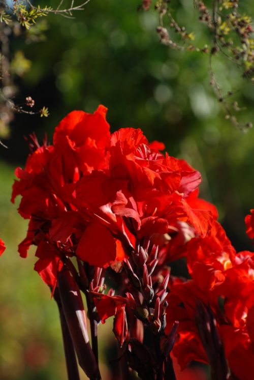 Fotografia de Milcolores - Galeria Fotografica: FLORES - Foto: 