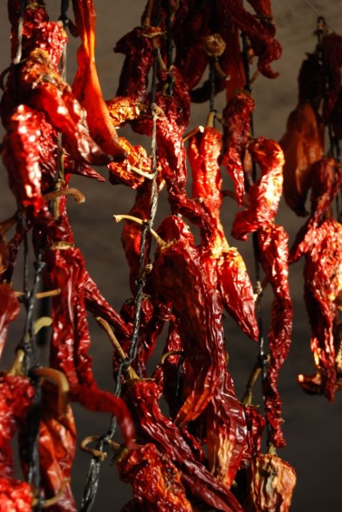 Fotografia de Milcolores - Galeria Fotografica: FLORES - Foto: 