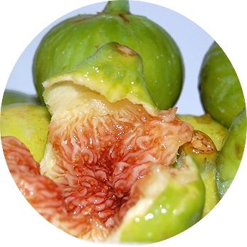 Fotografia de Akira Woman - Galeria Fotografica: VERDURAS Y FRUTAS - Foto: 