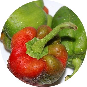 Fotografia de Akira Woman - Galeria Fotografica: VERDURAS Y FRUTAS - Foto: 