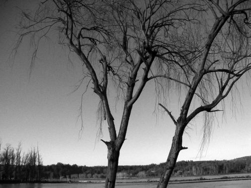 Fotografia de momentos graficos - Galeria Fotografica: Constitucin en gris - Foto: 