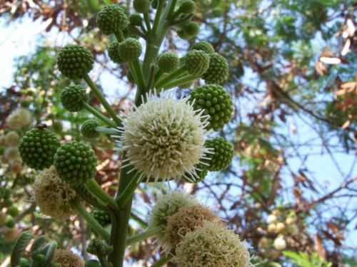 Fotografia de Sin Nombre - Galeria Fotografica: FLORES - Foto: FLORES