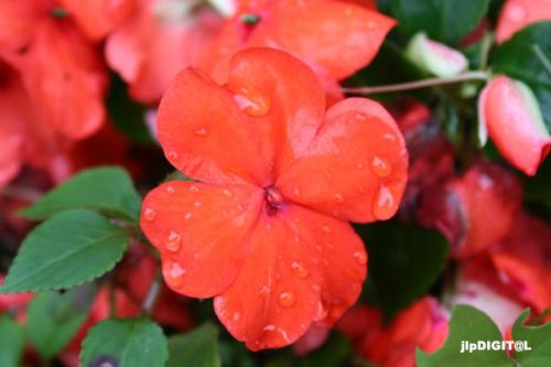 Fotografia de jlpDIGIT@L - Galeria Fotografica: Flores - Foto: Sudor