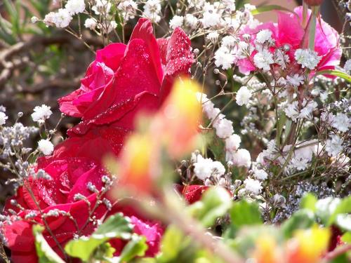 Fotografia de Sin Nombre - Galeria Fotografica: FLORES - Foto: Rosa