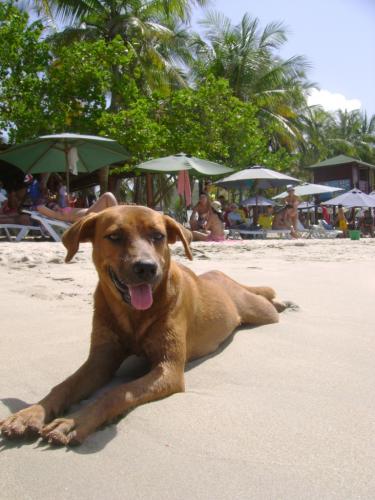 Fotografia de D albano - Galeria Fotografica: Sesin 0.3 - Foto: Va_Can_ciones