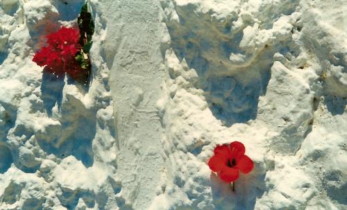 Fotografia de alma - Galeria Fotografica: los detalles q mis ojos ven y la lente captura - Foto: flores en la nieve