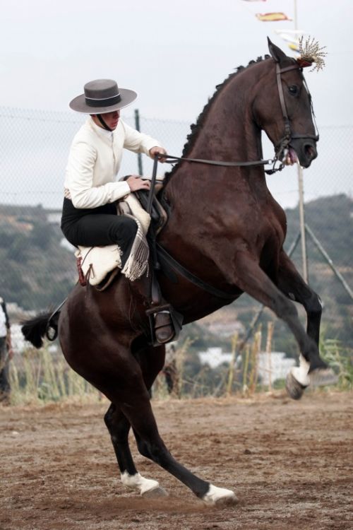 Fotografia de Ral Blangette Avalle - Galeria Fotografica: Caballos - Foto: 