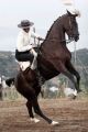 Fotos de Ral Blangette Avalle -  Foto: Caballos - 