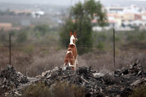 Fotografia de Ral Blangette Avalle - Galeria Fotografica: Cacera - Foto: 