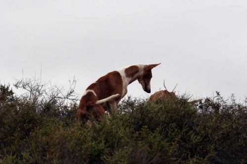 Fotografia de Ral Blangette Avalle - Galeria Fotografica: Cacera - Foto: 