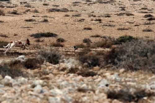 Fotografia de Ral Blangette Avalle - Galeria Fotografica: Cacera - Foto: 