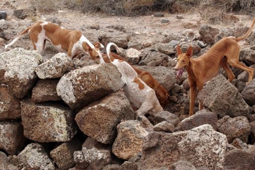 Fotografia de Ral Blangette Avalle - Galeria Fotografica: Cacera - Foto: 