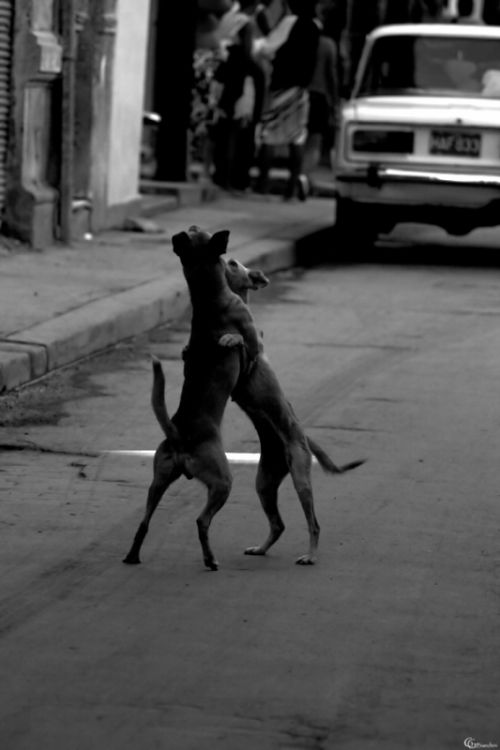 Fotografia de Gabriel Bianchini - Galeria Fotografica: Natura - Foto: 