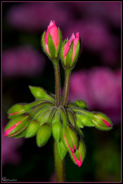 Fotografia de Gabriel Bianchini - Galeria Fotografica: Natura - Foto: 