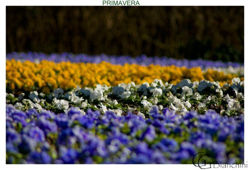 Fotografia de Gabriel Bianchini - Galeria Fotografica: Natura - Foto: 