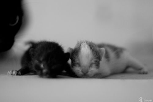 Fotografia de Gabriel Bianchini - Galeria Fotografica: Natura - Foto: 