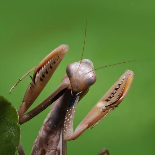 Fotografia de Egido Pablos. Comunicacin Grfica - Galeria Fotografica: Macrobichos - Foto: 