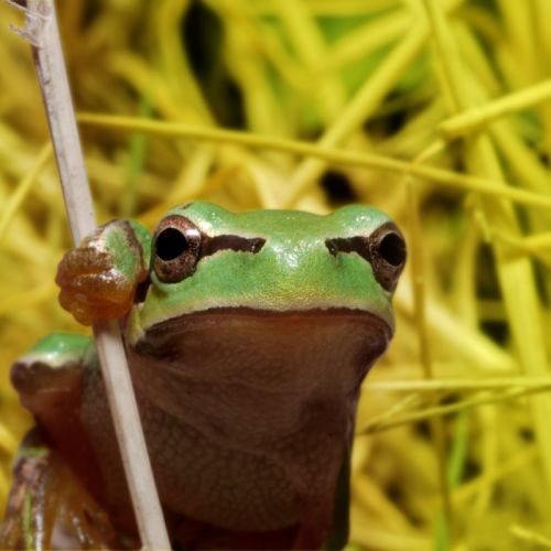 Fotografia de Egido Pablos. Comunicacin Grfica - Galeria Fotografica: Macrobichos - Foto: 