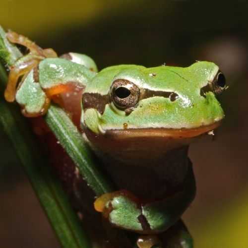 Fotografia de Egido Pablos. Comunicacin Grfica - Galeria Fotografica: Macrobichos - Foto: 