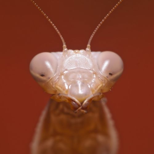 Fotografia de Egido Pablos. Comunicacin Grfica - Galeria Fotografica: Macrobichos - Foto: 