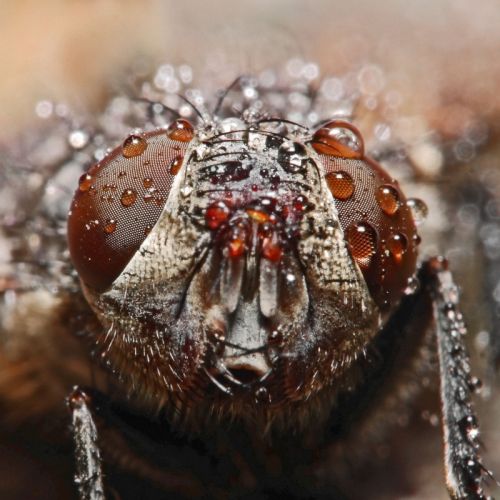 Fotografia de Egido Pablos. Comunicacin Grfica - Galeria Fotografica: Macrobichos - Foto: 