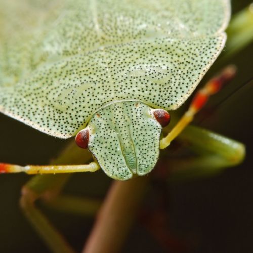 Fotografia de Egido Pablos. Comunicacin Grfica - Galeria Fotografica: Macrobichos - Foto: 