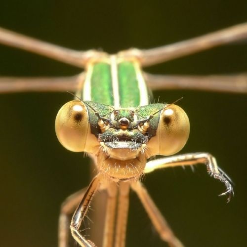 Fotografia de Egido Pablos. Comunicacin Grfica - Galeria Fotografica: Macrobichos - Foto: 