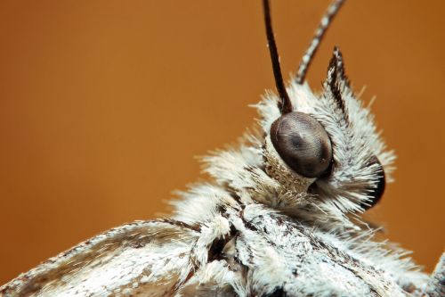 Fotografia de Egido Pablos. Comunicacin Grfica - Galeria Fotografica: Macrobichos - Foto: 