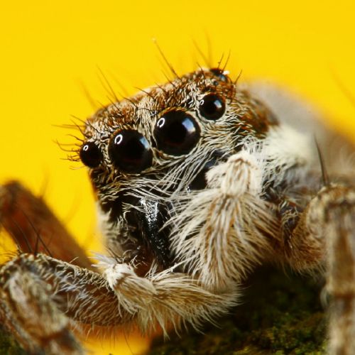 Fotografia de Egido Pablos. Comunicacin Grfica - Galeria Fotografica: Macrobichos - Foto: 