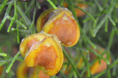 Fotografia de retefonica - Galeria Fotografica: En el parque - Foto: Frutos maduros