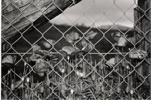 Fotografia de Manu - Galeria Fotografica: Book - Foto: 	 Algun poso alguna cancin muda							Amarpolas