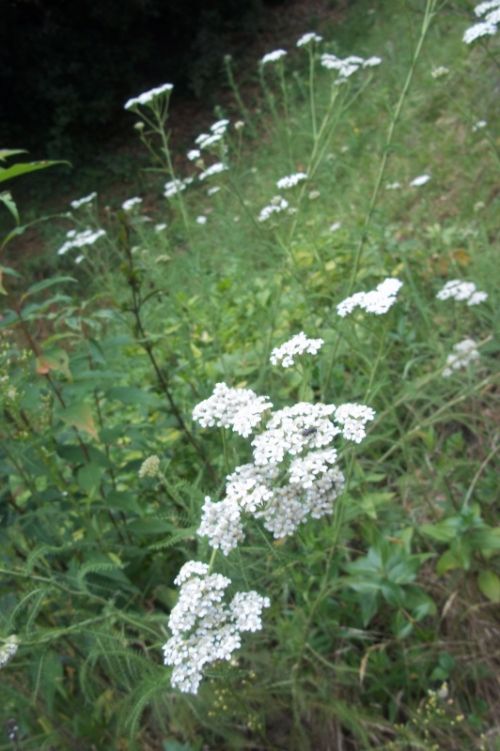 Fotografia de henry_lover - Galeria Fotografica: EL estado de HIDALGO mexico - Foto: 