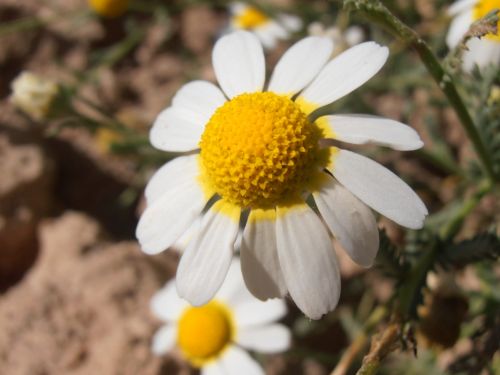 Fotografia de rioMoros - Galeria Fotografica: LA GAMARZA: Anthemis arvensis - Foto: LA GAMARZA: Anthemis arvensis