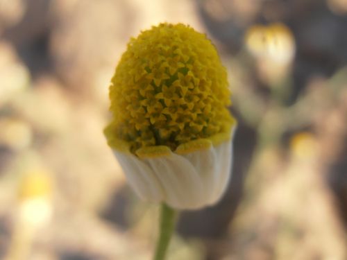 Fotografia de rioMoros - Galeria Fotografica: LA GAMARZA: Anthemis arvensis - Foto: LA GAMARZA: Anthemis arvensis